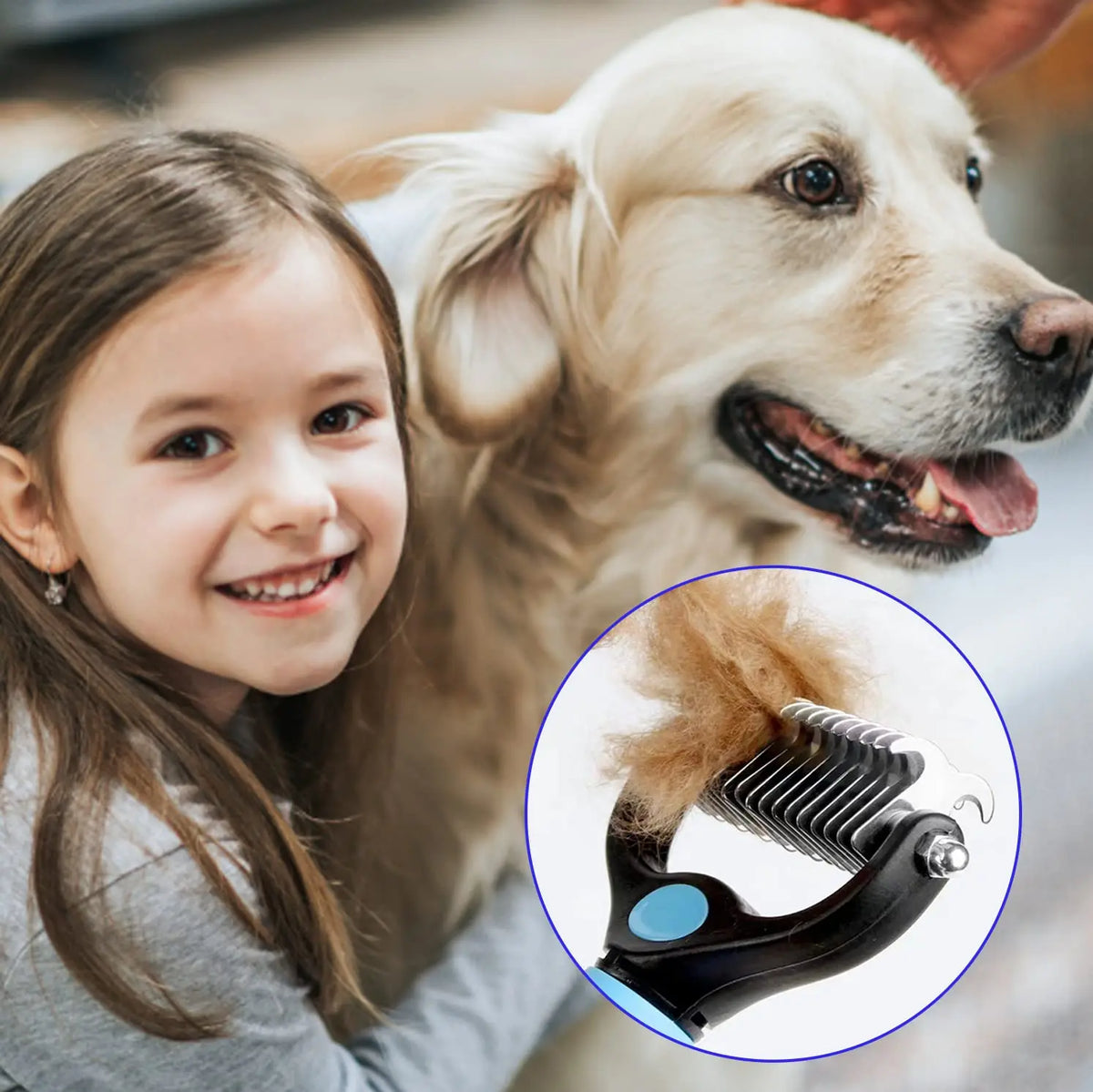 Golden retriever brossé avec la brosse démêlante